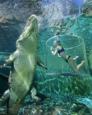 Гребнистый (морской) крокодил vs. человек | Сумасшедшие животные, Подводные  фотографии, Гребнистый крокодил