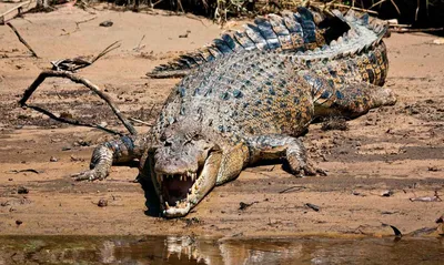 Водный Мир. Морской крокодил. | Страницы Земли | Дзен