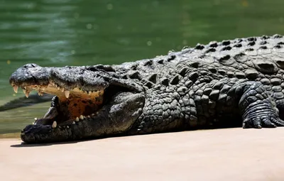 Морской Крокодил Crocodylus Porosus — стоковые фотографии и другие картинки  Австралийский морской крокодил - Австралийский морской крокодил, Без людей,  Береговая линия - iStock