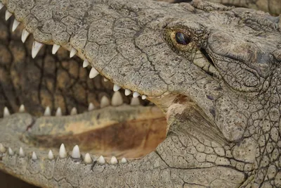 Морской Крокодил — стоковые фотографии и другие картинки Австралийский морской  крокодил - Австралийский морской крокодил, Крокодил, Австралия -  Австралазия - iStock