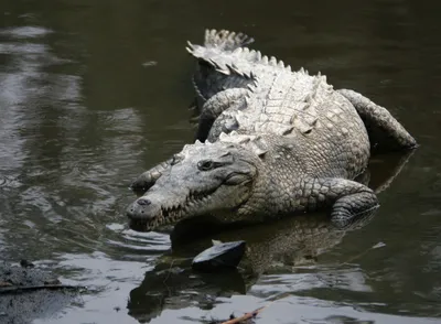Морской крокодил крокодилус-поросец в билабонге Стоковое Фото - изображение  насчитывающей морск, глаза: 161271332
