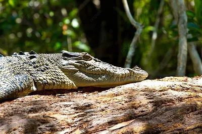 CRESTED CROCODILE: The largest and strongest land predator | Interesting  facts about crocodiles - YouTube