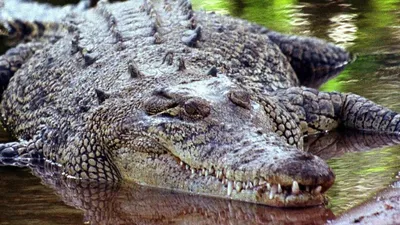 19 опасных для человека существ Морской крокодил - Разговоры о разном -  RabotaTam.Ru - Работа, образование за границей. Иммиграция