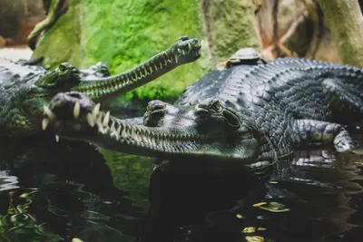 Картина на холсте \"Морской крокодил, crocodylus porosus, эстуарий\" 120x90  см. с алюминиевым подвесом, в тубусе - купить по низкой цене в  интернет-магазине OZON (553305482)
