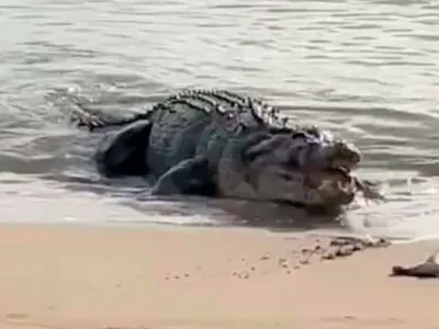 Пропавшего австралийца нашли во чреве крокодила - BBC News Русская служба