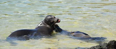 Галапагосский морской лев, Zalophus wollebaeki, Galapagos … | Flickr