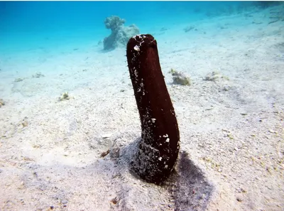 Морской огурец: Так что же это такое на самом деле? | Пикабу