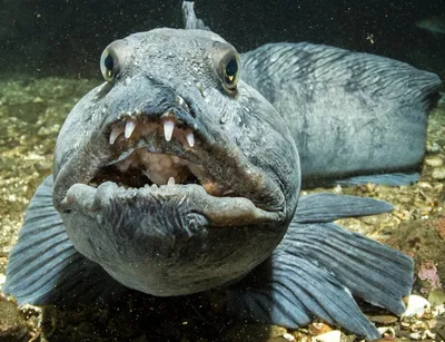 Морской волк рыб под водой стоковое изображение. изображение насчитывающей  природа - 63459443