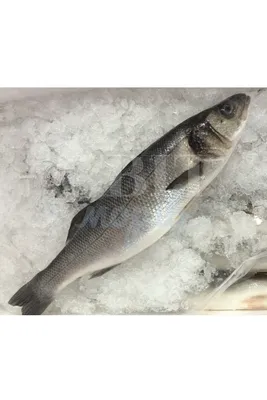 Морской волк (сибас) в духовке | Fish recipes, Food, Cooking recipes
