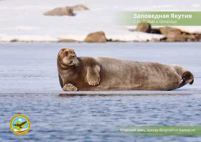 Морской заяц: Мегаслизень с опасными химикатами. Удивительно, но в