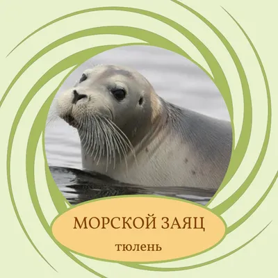 На Сахалине 120-килограммовый морской заяц перебежал дорогу и отправился к  лесу - Новости Сахалинской области - astv.ru