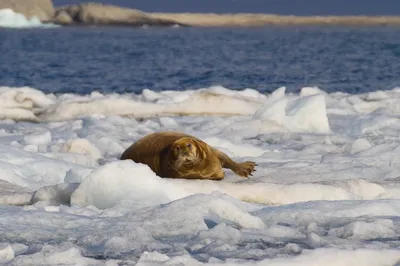Прекрасный лахтак ( он же морской заяц) плывет на льдине по Белому морю. Не  спешит, отдыхает, созерцает красоты. А мы созерцаем его:) Очень… | Instagram
