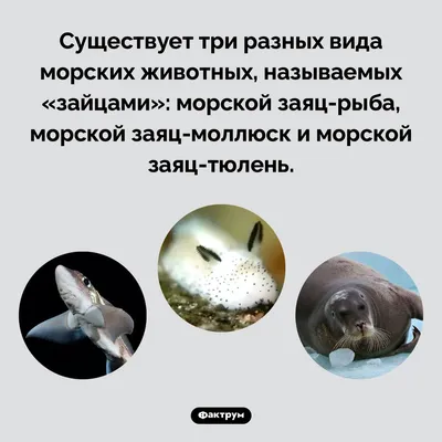 Морской заяц» — создано в Шедевруме