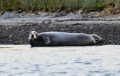 📷 Морской заяц