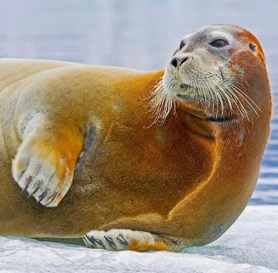 Скончался артист Мурманского океанариума морской заяц Дик | Информационное  агентство «Би-порт»