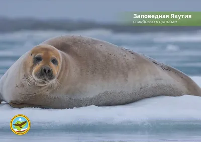 Морской Заяц В Арктике — стоковые фотографии и другие картинки Морской заяц  - Морской заяц, Земля Франца-Иосифа, 2015 - iStock