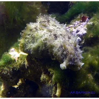 Морской заяц попозировал на камеру в Заполярье [видео] | 16.05.2023 |  Мурманск - БезФормата