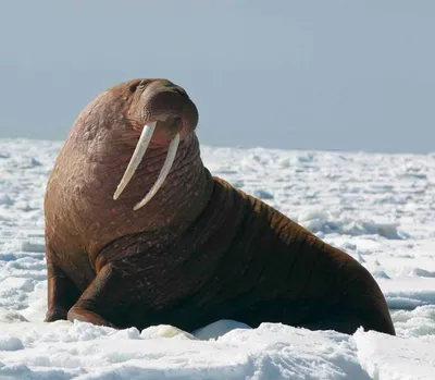 Атлантический морж: описание животного, чем питается