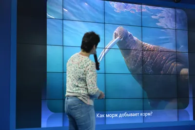 Атлантический морж, или Кито-конь, ходящий на зубах | Русское  географическое общество