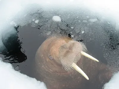 Морж тихоокеанский – GoArctic.ru – Портал о развитии Арктики