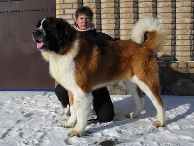 SOBAKA.LV | Породы собак | Московская сторожевая | Фото 50602