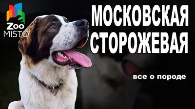 Московская сторожевая собака: фото, характер, описание породы