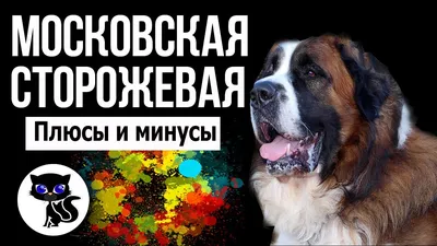 ✓ Московская сторожевая, 4 плюса и 4 минуса породы - YouTube