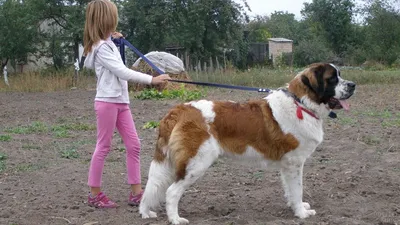 Московская сторожевая (29 фото) | Собаки, Счастливые собаки, Животные
