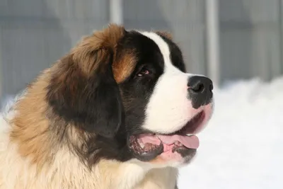 Московская сторожевая собака: все о собаке, фото, описание породы,  характер, цена