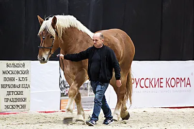 Чемпионат русских троек - конный завод и захватывающее шоу в Москве (12  фото) | Российское фото | Дзен