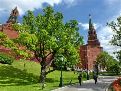 Александровский сад в Москве