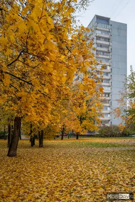 Москва | Фотографии | Галерея | Северное Чертаново