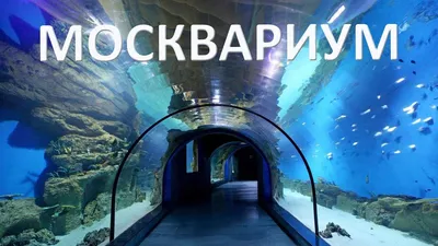 Москвариум — океанариум на ВДНХ: цены на билеты и расписание 2023, фото