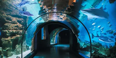 Виртуальные прогулки по океанариуму запустили в Москве - Южные горизонты
