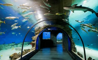 Москвариум» на ВДНХ показал подводный мир глазами черепахи | WORLD PODIUM