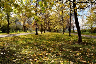 Фотографии Москва Листья Осень Природа парк Трава Деревья