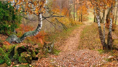 Фотообои Осень в лесу купить в Москве, Арт. 7-131 в интернет-магазине, цены  в Мастерфресок
