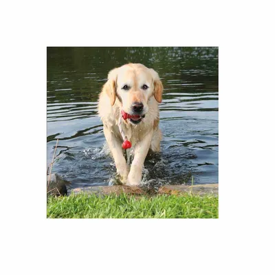 TRIXIE Dog Activity MOT-Fun, schwimmt – Zabello