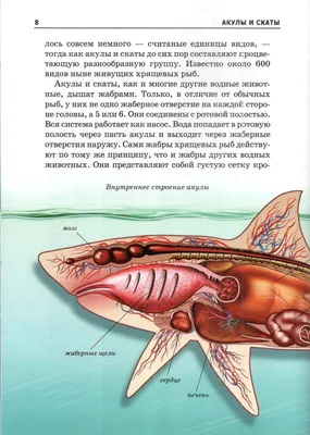 Вода акул мозга иллюстрация штока. иллюстрации насчитывающей отрицательно -  147594965