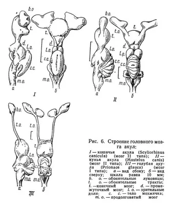 Мозг белой акулы