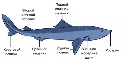 Акулы [1985 Дозье Т. - Удивительный мир диких животных. Опасные морские  создания]