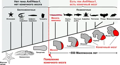 Класс Хрящевые рыбы - Умскул Учебник