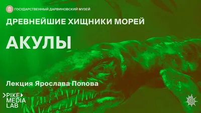 Не болеют раком и никогда не спят: 12 мифов об акулах, в которые не стоит  верить - Лайфхакер