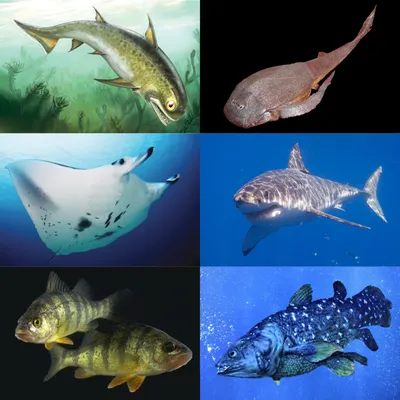 Selachomorpha) Надотряд Селахоморфы, Селахии, Акулы, Superorder  Selachomorpha, Selachii (Sharks) 8 отрядов