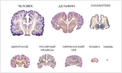 Купибилет - Мозг дельфина больше, чем человеческий. А недавно их причислили  к «личностям, не относящихся к человеческому роду». У этих животных даже  есть собственные имена, которые они получают при рождении 🐬 Дельфины