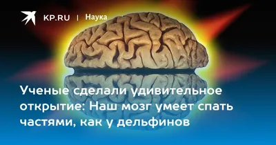 Почему у дельфинов такой крутой мозг? | Эволюция рядом | Дзен