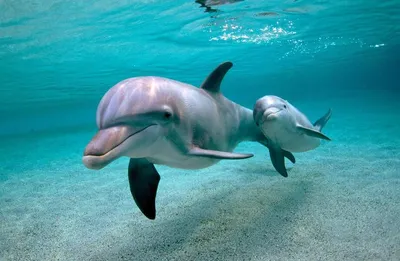 Пять самых интересных научных фактов о дельфинах - KP.RU