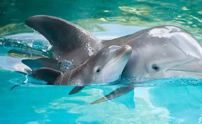 Fascinating Dolphin Facts