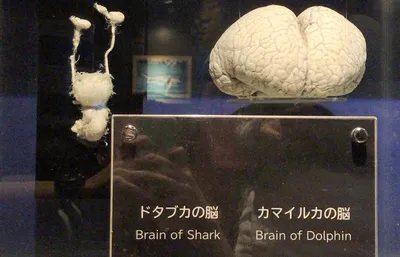 Мозг дельфина фото фотографии