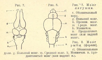 Голос Америки - Новое исследование, опубликованное в... | Facebook